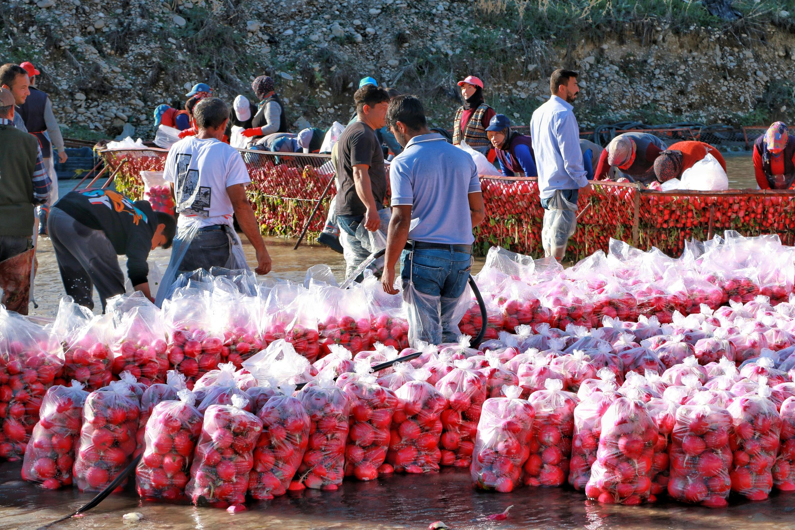Workers packing fresh tomatoes into bags at a bustling outdoor market.
