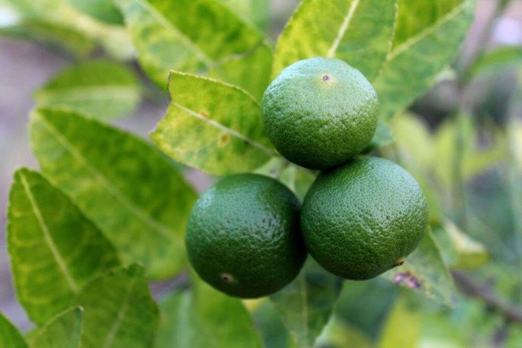 Close-up of fresh green limes with leaves showing vibrant natural growth.